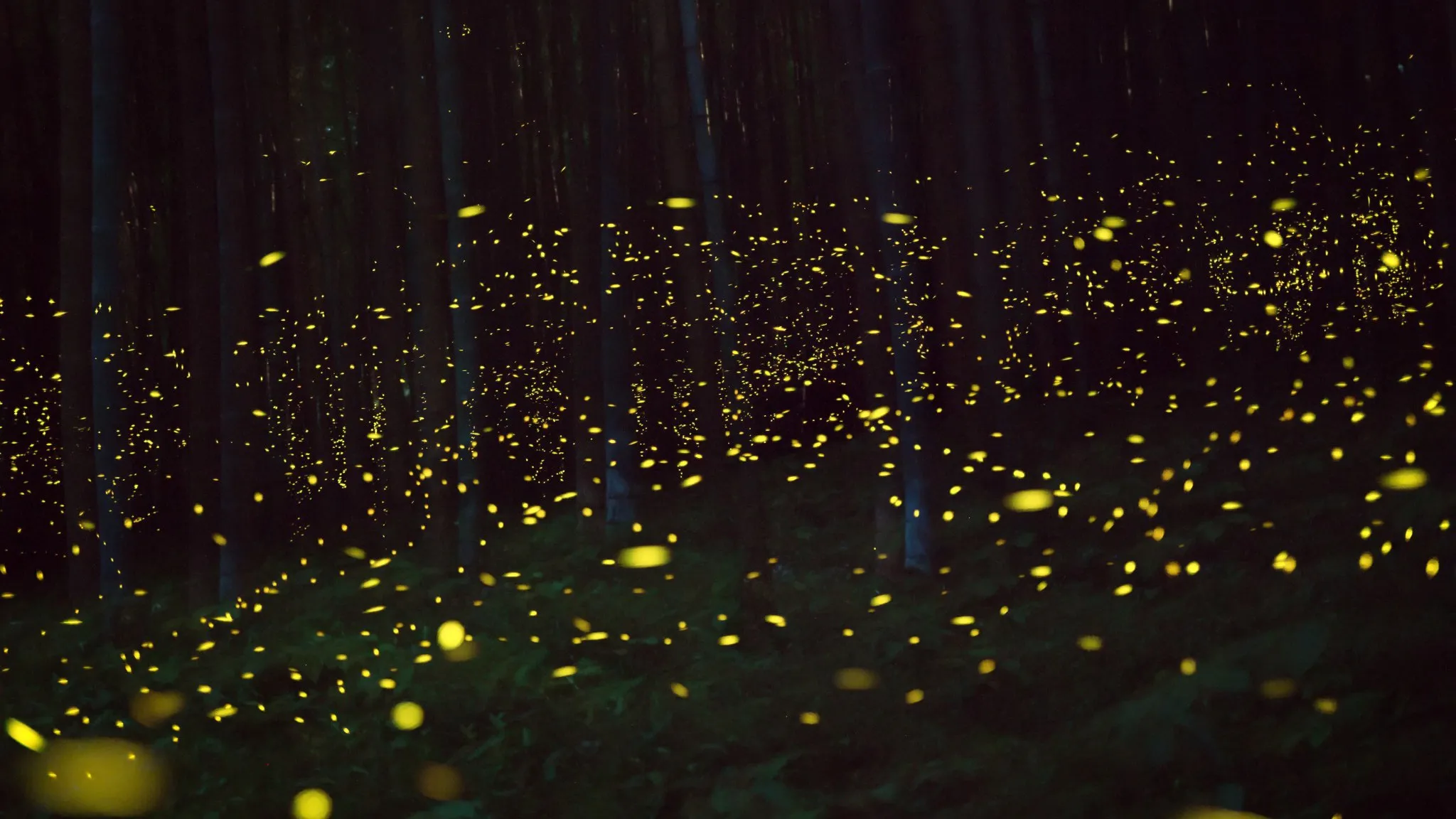 Science vs. Myth - Illuminating Common Misconceptions